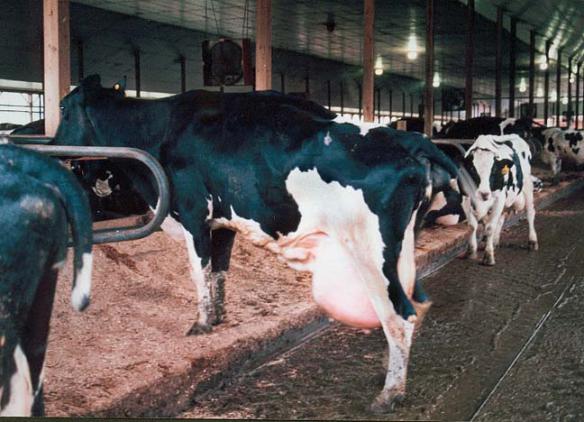 rbgh cows