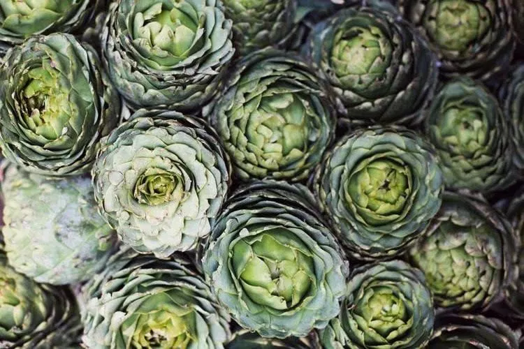 ecocentric